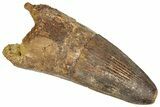 Fossil Spinosaurus Tooth - Robust Tooth #305577-1